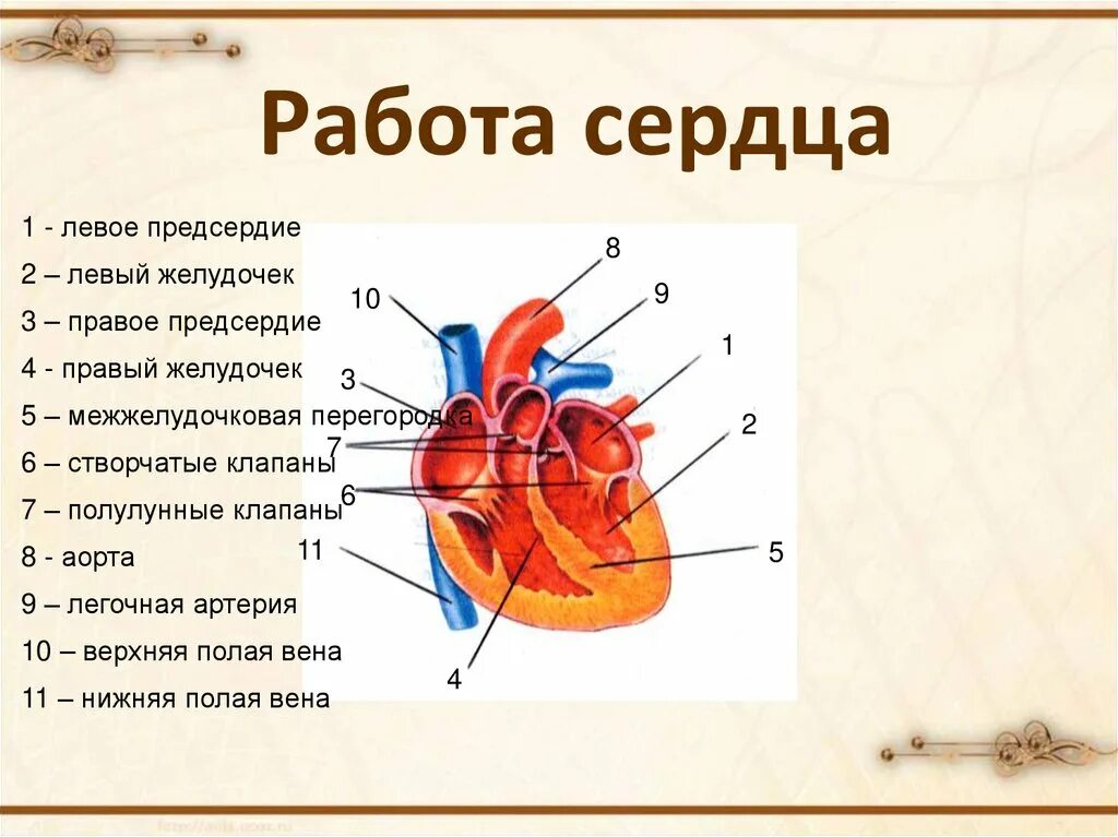 На рисунке изображено строение сердца