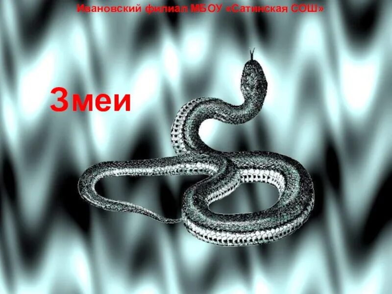 Змеи 7 класс. Змеи 7 класс по биологии. Змейка для слайда. Змея для презентации. Змеи биология 7 класс