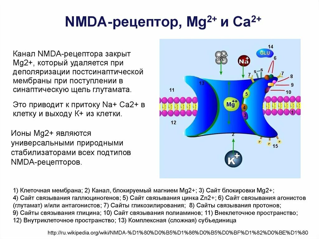 Канал ка 2. Глутаматные NMDA Рецептор. NMDA рецепторы строение. NMDA рецепторы механизм действия. NMDA рецепторы функция.