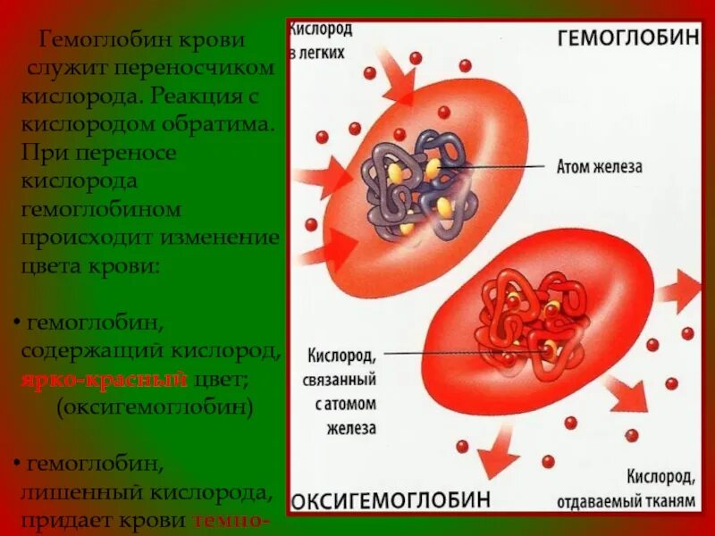 Гемоглобин. Гемоглобин в крови. Гемоглобин переносит кислород. Гемоглобин и оксигемоглобин.