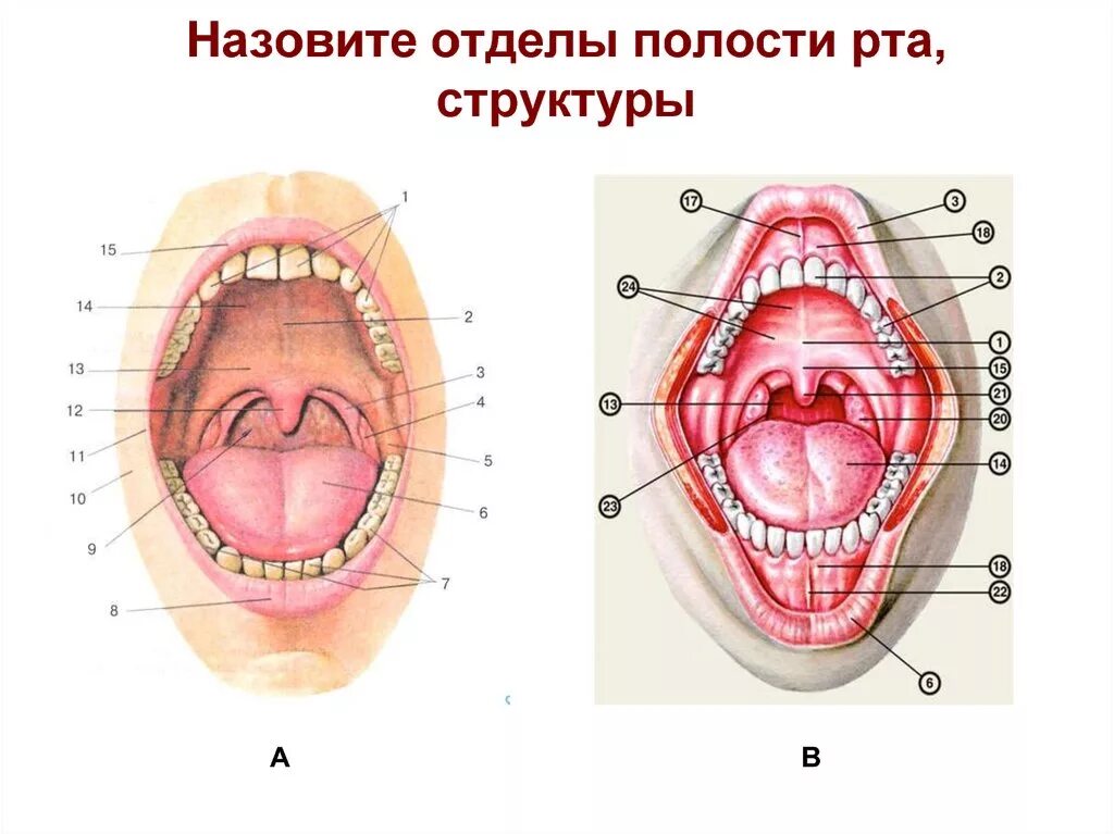 Полость рта что входит. Строение ротовой полостт.