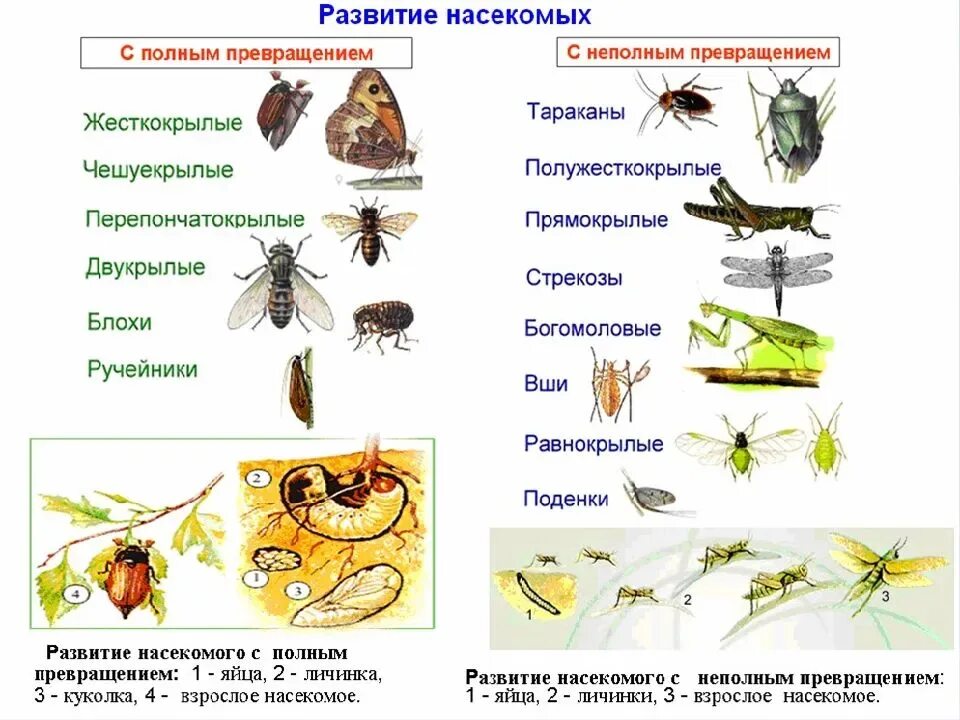 Отряд насекомых тип развития