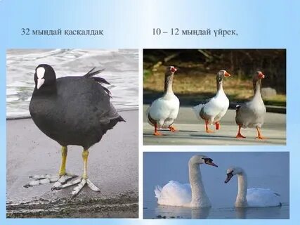 Түрік арабтарымен әуесқой экстремалды секс видео