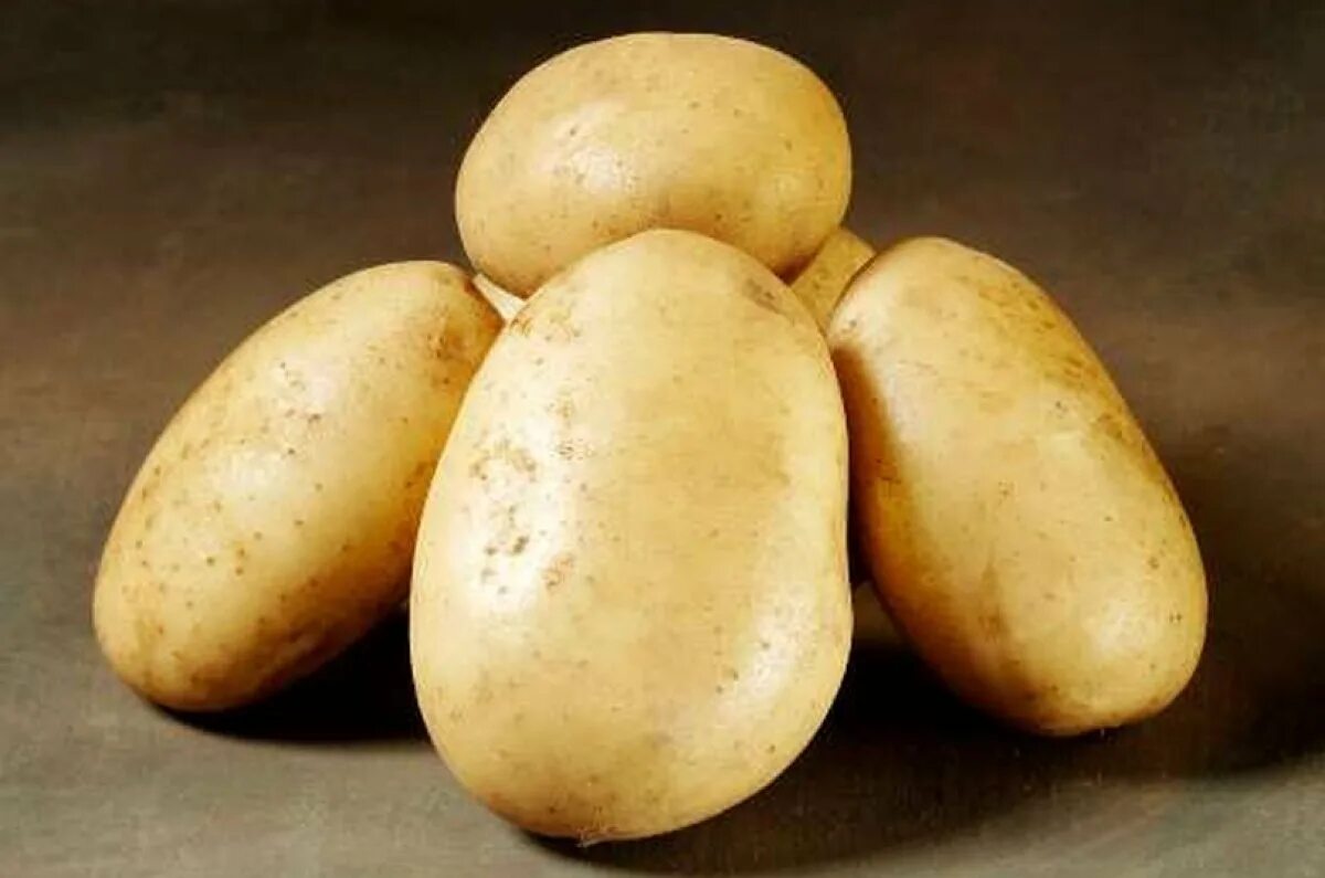 Сифра картофель характеристика. Сорт картофеля Фелокс. Картофель сорта Рондо. Картофель грушевидной формы сорта.
