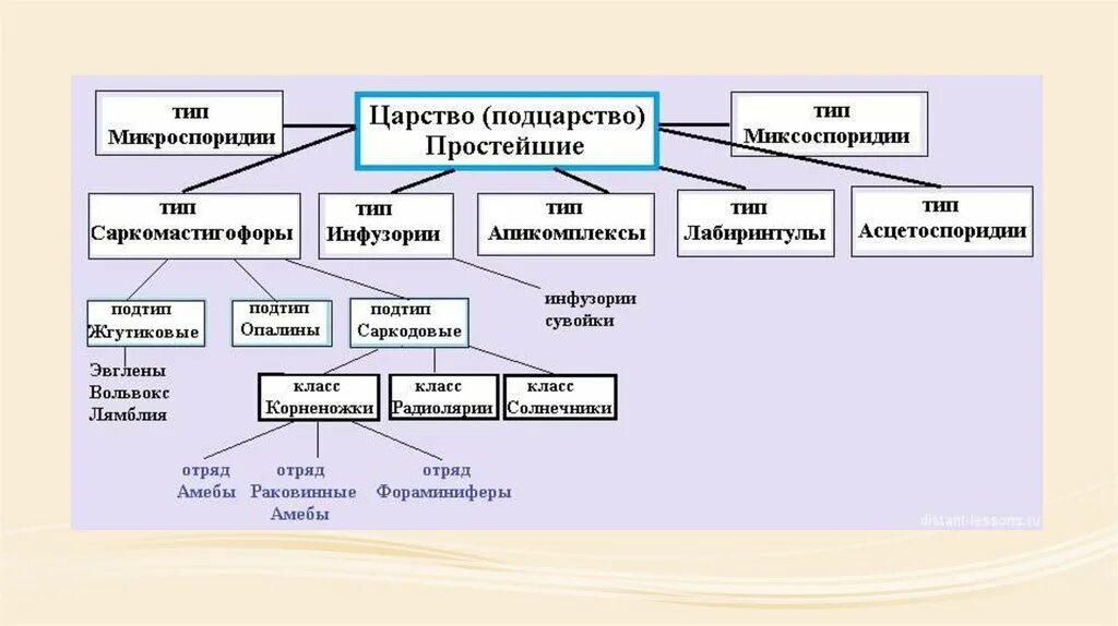 Подцарство одноклеточные классификация. Тип одноклеточные простейшие систематика. Систематика животных Подцарство одноклеточных. Систематика простейших схема. Основные группы простейших