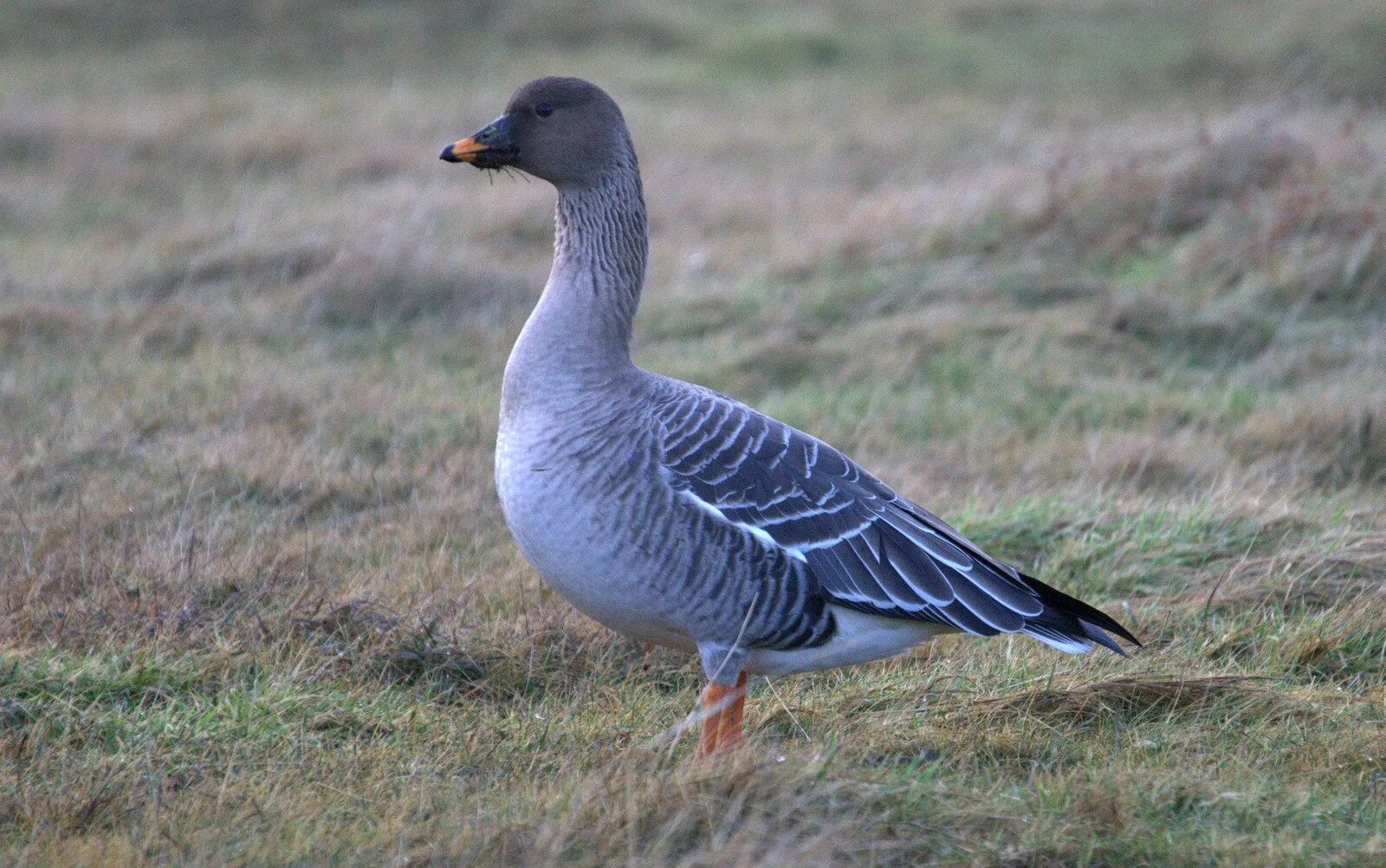 Утенок голубой. Птица утка каюга. Синяя гусыня. Голубой гусь. Каюга и индоутка.