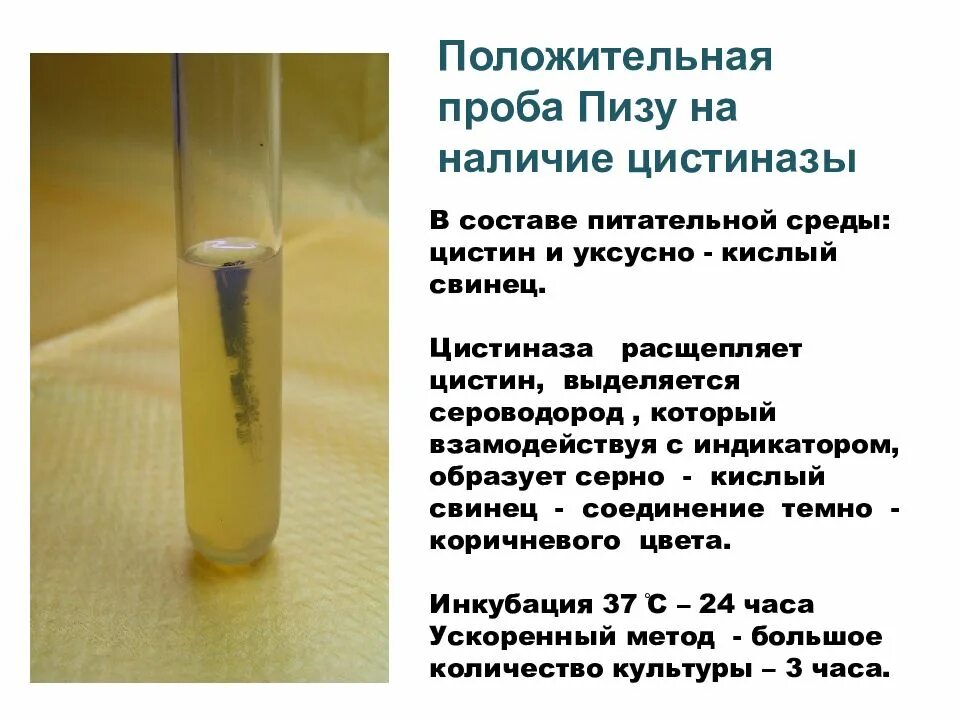 Проба пизу микробиология. Проба на цистиназу у дифтерийной палочки. Проба пизу дифтерия. Проба на уреазу дифтерия.