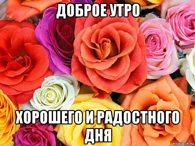 Розочка мем. Дарю розу мем. Мемы про розу. Розария мемы. Розочка мем.