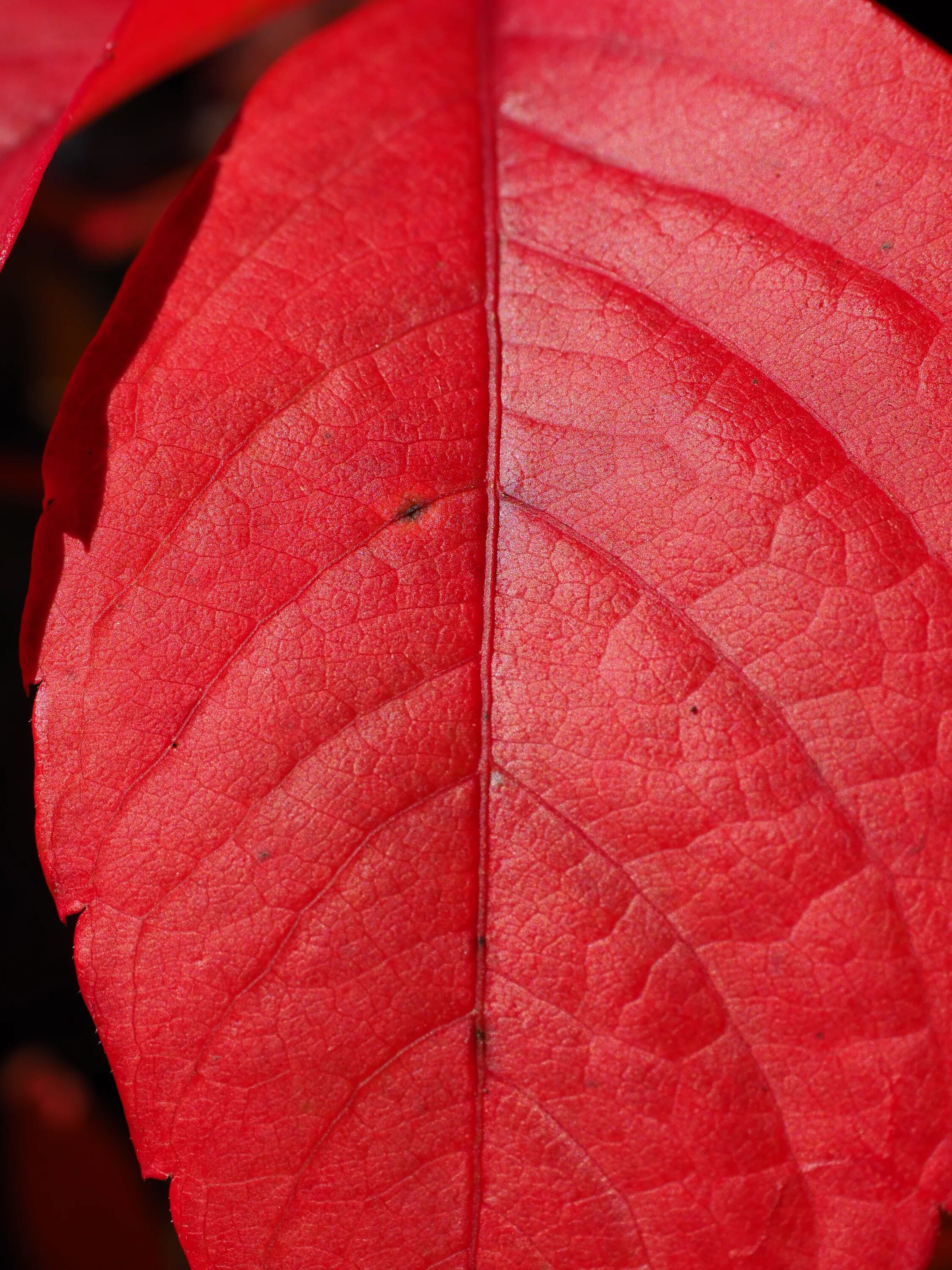 Parthenocissus vitacea. Красный лист. Красные осенние листья. Красный листочек. Красный редкость