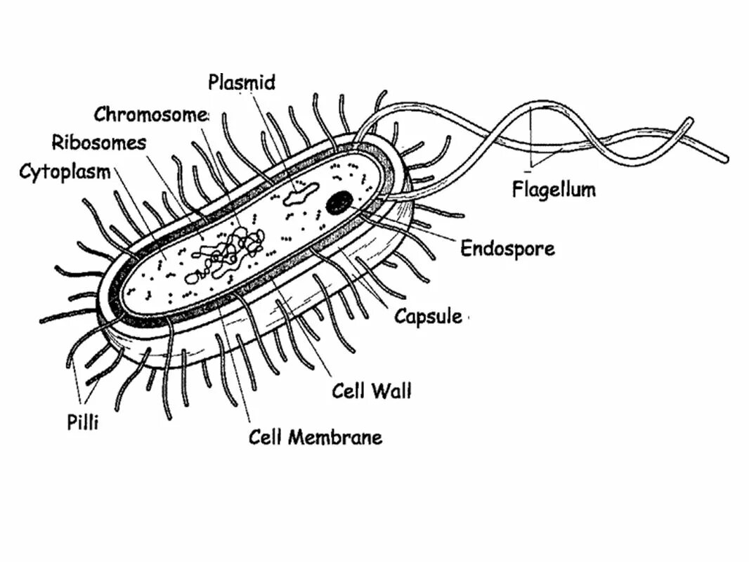 Структура бактериальной клетки жгутики. Рис. 2.2. Строение бактериальной клетки. Строение бактериальной клетки карандашом. Строение жгутика бактериальной клетки. Пили у простейших