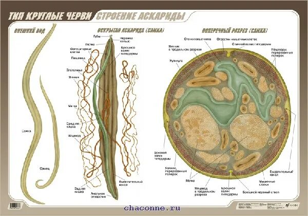 Какой цифрой на схеме обозначена глотка аскариды Какой цифрой обозначена на рисунке личинка аскариды в теле человека Basanova.r