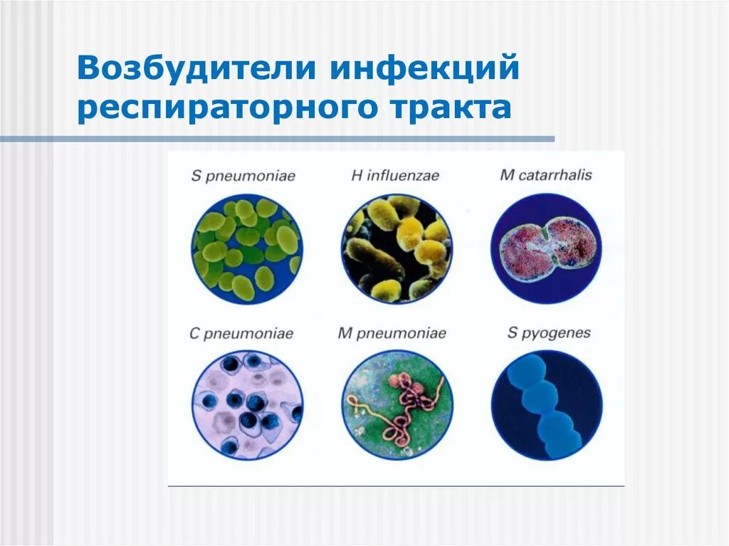 Заболевания вызванные различными бактериями. Возбудители бактериальных инфекционных заболеваний. Возбудители бактериальных респираторных инфекций. Бактериальные возбудители респираторных заболеваний. Возбудители заболеваний дыхательных путей.