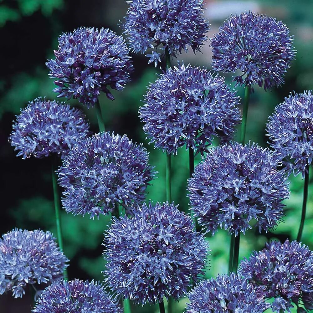 Caeruleum аллиум. Лук голубой Allium caeruleum. Аллиум голубой (Allium caeruleum). Лук аллиум синий. Декоративные луки семенами