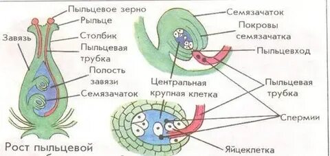 Двойное оплодотворение цикл