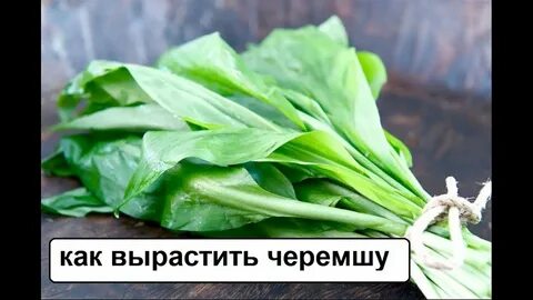 Дикий чеснок полезные свойства