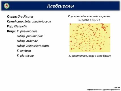 Патогенные микроорганизмы клебсиелла
