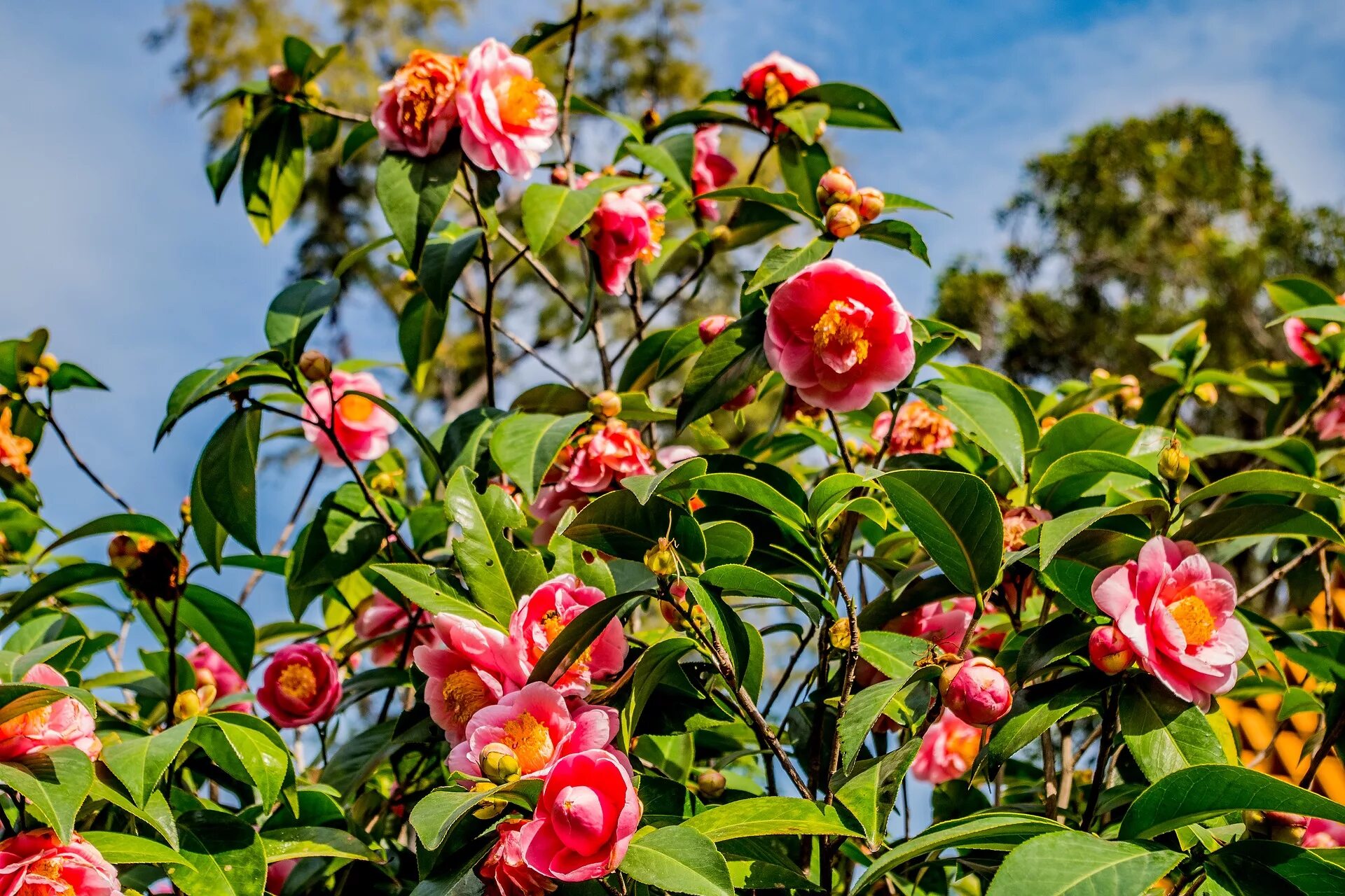 Камелия японская Camellia japonica куст. Японская Камелия Цубаки. Камелия красная куст. Камелия красная китайская. Камелия куст