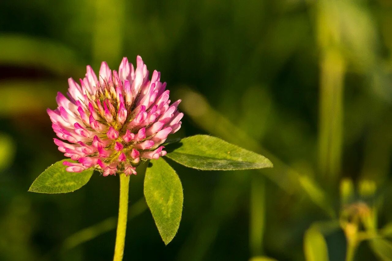 Клевер сайт. Клевер Луговой (Trifolium pratense). Клевер кашка. Клевер красный (Trifolium Rubens). Кашка малашка растение.