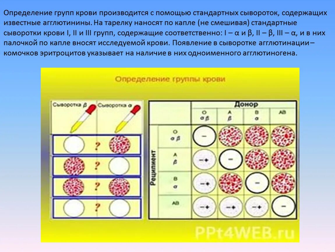 Методика определения гр крови. Как определить группу крови по сывороткам. Определение группы крови при помощи стандартных сывороток. Определение Группов крови. Определение группы крови и резус алгоритм