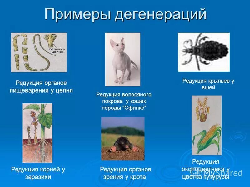 Примерами дегенерации являются. Примеры дегенерации у животных. Примеры дегенерации в биологии. Общая дегенерация примеры. Примеры дегенерации у растений.