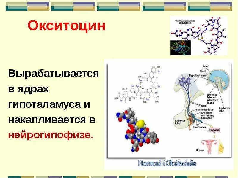 Гормон окситоцин как повысить. Окситоцин синтезируется в. окситоцин гормон вырабатывается. выработка окситоцина. выработка гормона окситоцина.