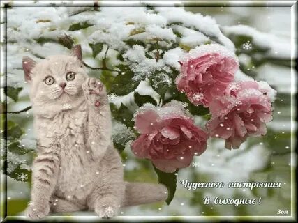 Хорошего дня прекрасного настроения хорошей погоды