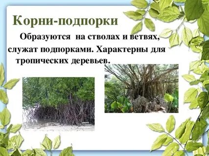 Корни подпорки примеры