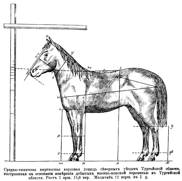 Оценить лошадь