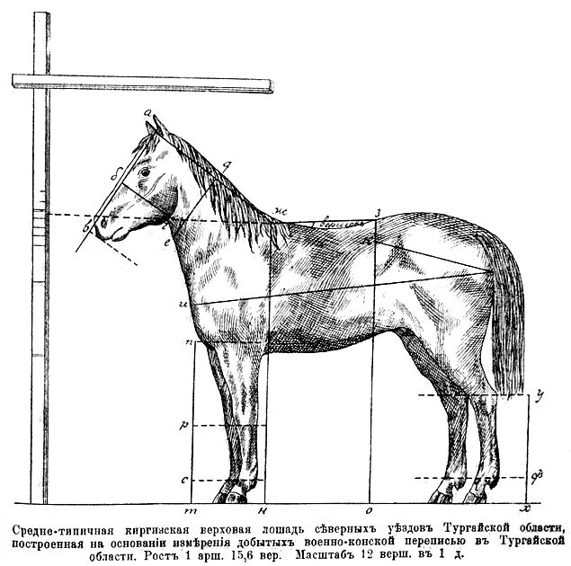 Какая длина лошади. Средний рост лошади в холке. Вес лошади. Средний размер лошади. Средняя холка у лошади.