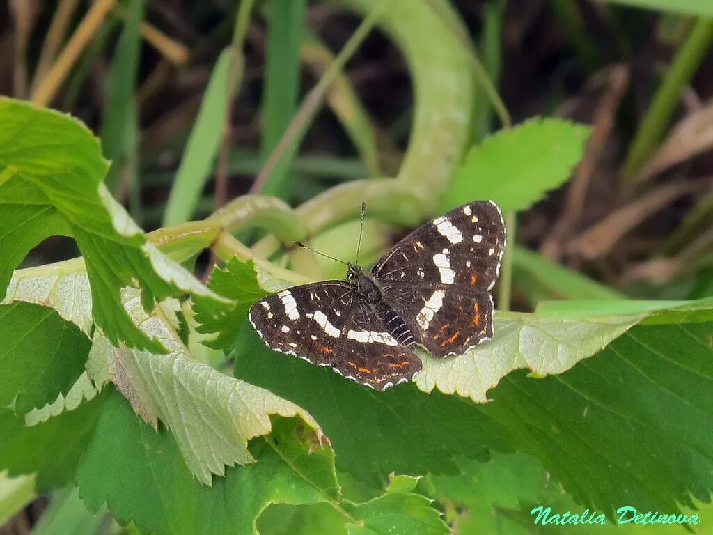 пестрокрыльница изменчивая. бабочка araschnia levana. пестрокрыльница изменчивая гусеница. изменчивый без. изменчивый месяц февраль.