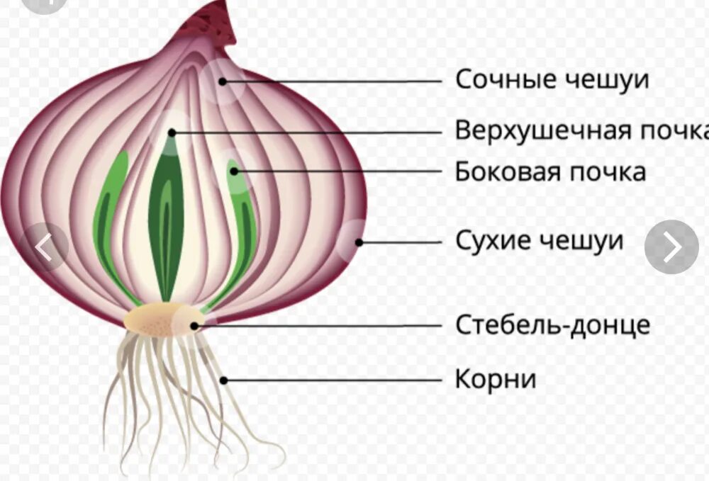 Донце – видоизмененный стебель луковицы?.