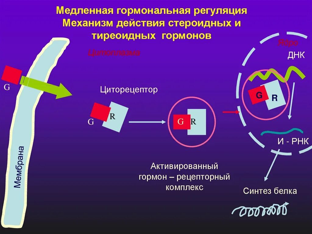 Белки активаторы и белки ингибиторы презентация. Регуляция активности ферментов медленный механизм. Механизм действия ферментов. Регуляция активности ферментов. Механизмы медленной регуляции ферментов. Механизм действия механизм действия стероидных гормонов.