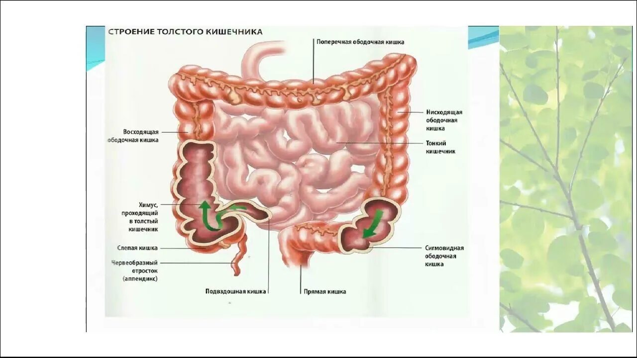 Толстая кишка человека функции. Отделы Толстого кишечника человека схема расположения. Отделы толстой кишки анатомия человека. Строение отделов тонкого и Толстого кишечника. Схема строения Толстого отдела кишечника.
