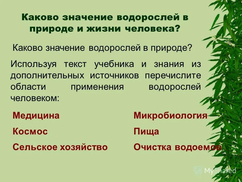 Водоросли в природе и жизни человека. Значение водорослей в природе и жизни человека. Роль водорослей в природе. Роль водорослей в природе презентация.