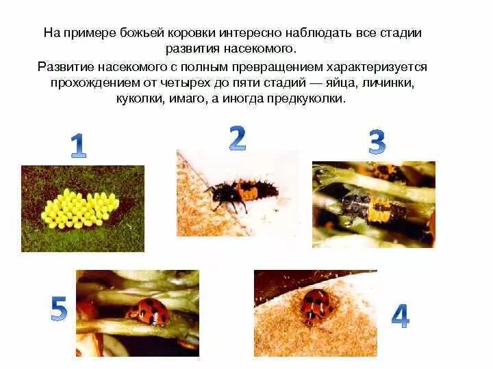 Божья коровка полное или неполное. Этапы развития Божьей коровки. Кстати развития Божьей коровки. Стадии развития Божьей коровки. Жизненный цикл насекомых с полным превращением.