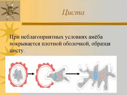 Покоящаяся стадия развития амебы
