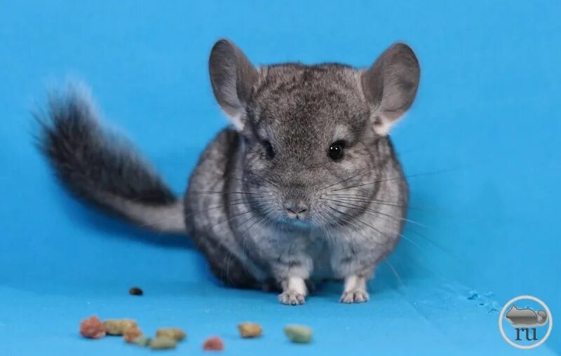шиншилла 1 месяц. шиншилла короткохвостая серая. мини шиншилла. светлый эбони шиншилла. светлый эбони шиншилла.