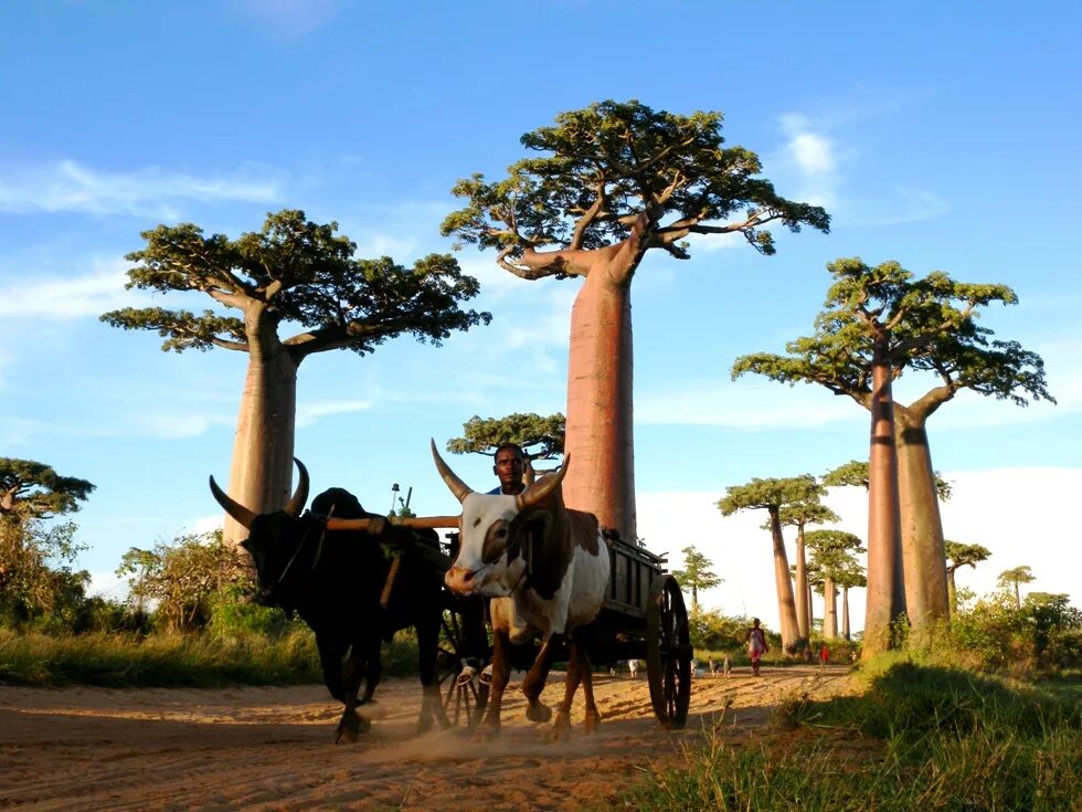страны и их деревья. страны и их деревья. баобаб (адансония грегори. аллея баобабов мурундава баобабы мадагаскар. адансония пальчатая (баобаб пальчатый).