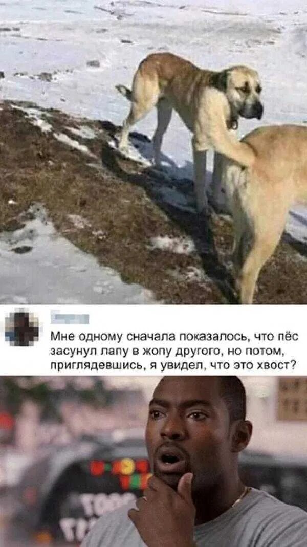 Сунул лапу