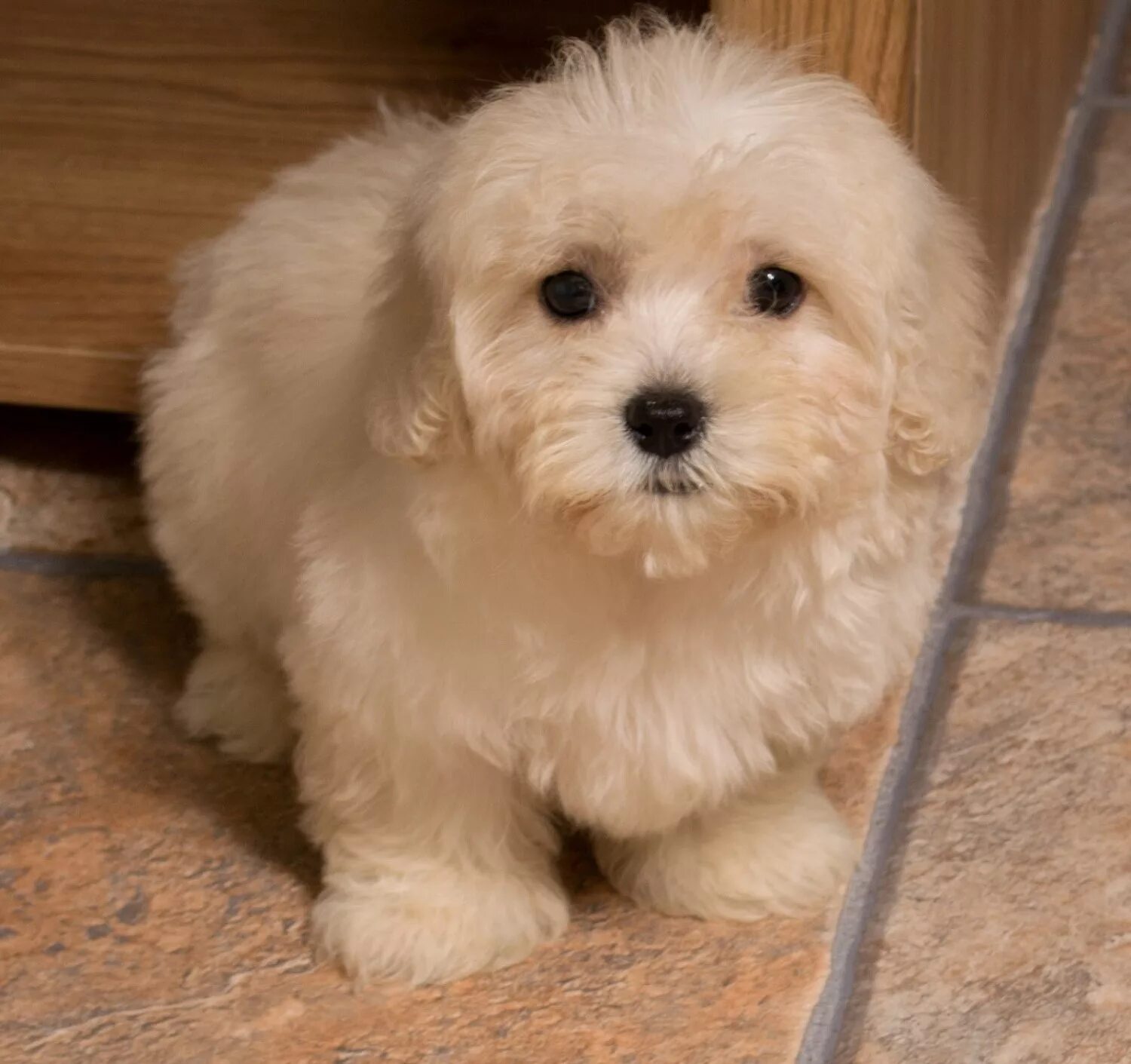 карликовый пудель мальтипу. карликовый пудель мальтипу. порода бигль. взрослых собачек. бигль.