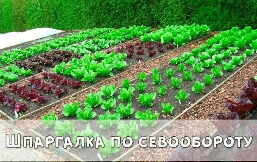Какие овощи посадить в тени. Тенелюбивые овощи для огорода. овощные культуры растущие в тени. теневыносливые овощи для огорода. неприхотливые культуры для огорода.
