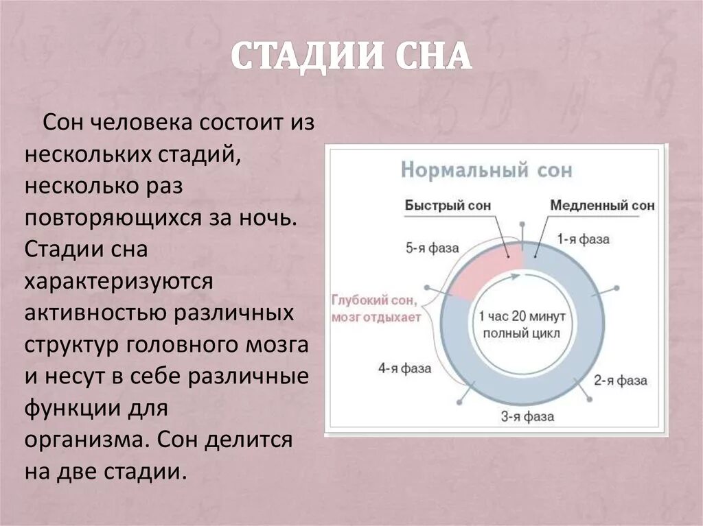 Из каких фаз состоит сон