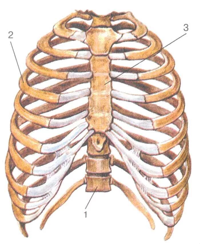 Скелет грудной клетки Грудина. Скелет грудной клетки ребра. Анатомия грудной клетки: Грудина. Грудная клетка реберная дуга скелет.