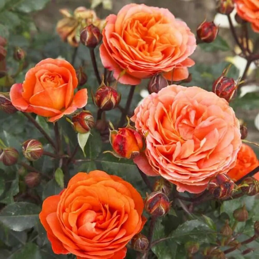 Feurio фойрио роза. Роза флорибунда феникс. Роза фри спирит. Феникс phoenix роза. Fenix rose.