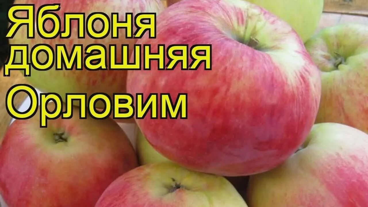 Яблоня сорт победитель. Сорт яблони орловим. сорт орловим. яблоня орловим описание сорта. яблоня орловим урожайность.