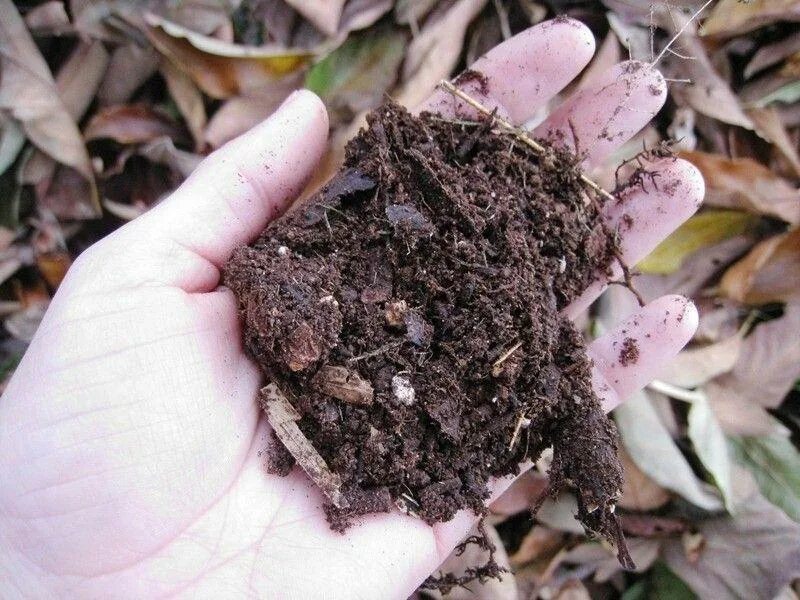Компост из листьев. Гумус компост. Перегной. Листовой компост. Листовой опад.