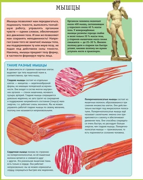 3 типа мышц. Гладкая мускулатура это что в организме. гладкая мышца на теле. гладкие мышцы в теле человека. разновидности мышечной ткани человеческого организма.