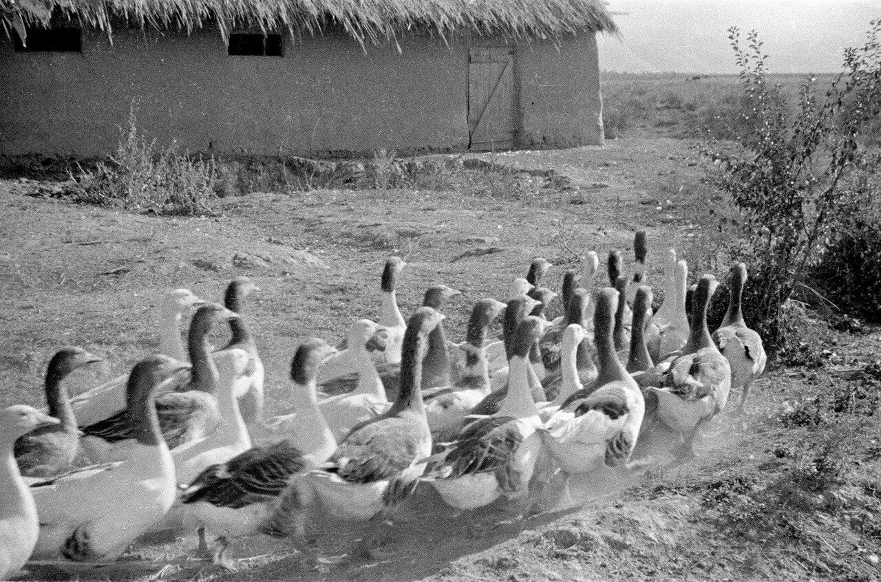 советский фотограф семен фридлянд. ленинград 50х гг. ссср культура 1980. советские люди 50-х годов. первомайская демонстрация 1960-е гг.