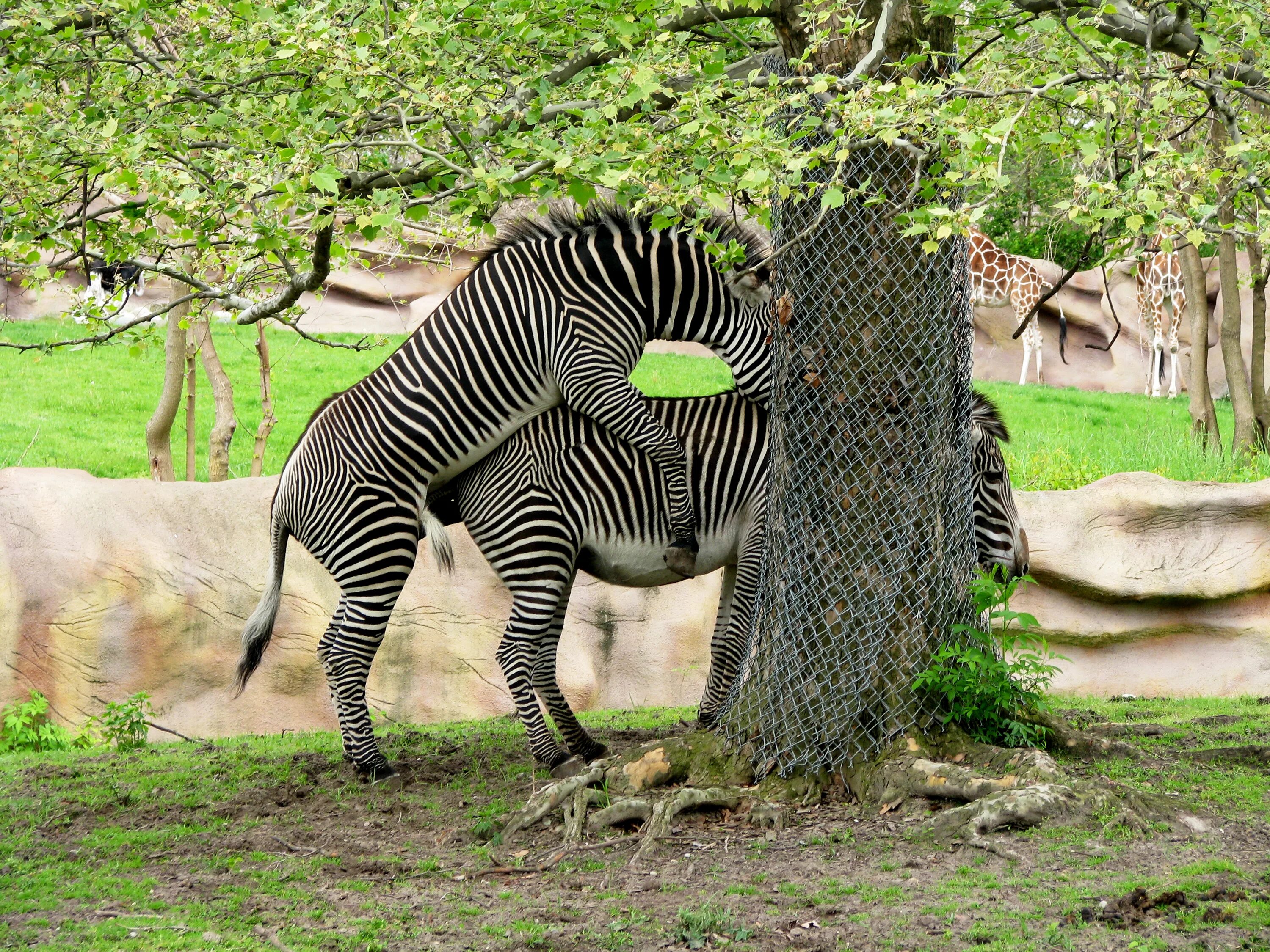 Zoo animals videos. Животные Зебра. Вольер с зебрами. Zebra mating.