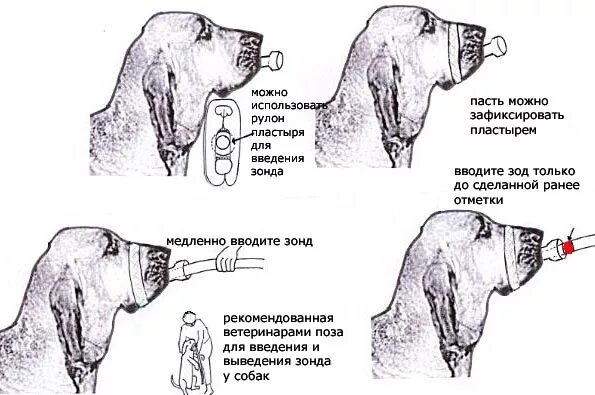 Как остановить рвоту у собаки. Зондирование желудка собаки. Промывание желудка собаке. Техника введения зондов собаке.